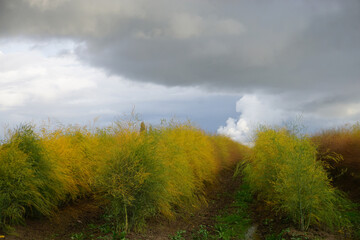 stormy sky on rows of colorful asparagus bushes in the country