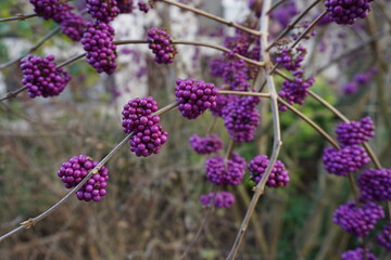 closeup of purple berries on a bush