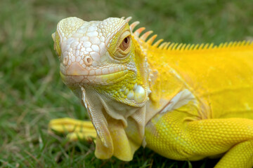 Yellow albino iguana on the grass