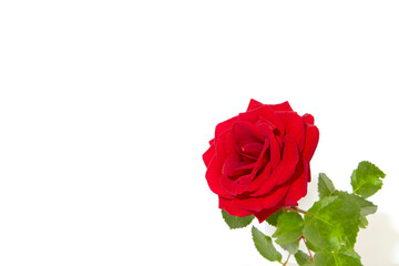 薔薇