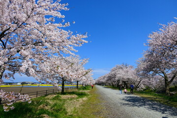 Fototapeta na wymiar 日本の春。舟川べり桜並木。朝日、富山、日本。４月中旬。