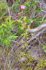 A nice green plant of the Sundew Drosera indumenta with pink flowers seen north of Augusta in Western Australia