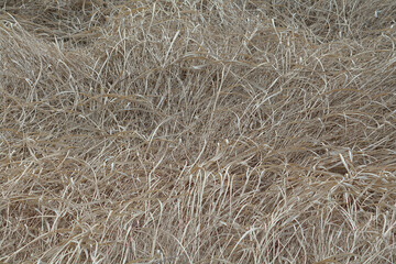 grass in the wind