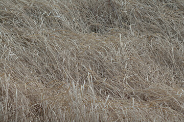 withered grass in the field