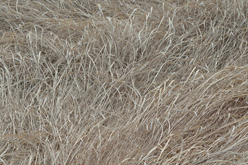 withered grass in the field