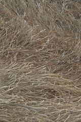 withered grass in the field
