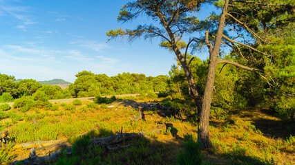 pictures of the wonderful nature in the forest 