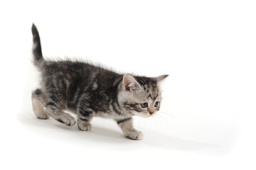 Fluffy gray kitten on a white background