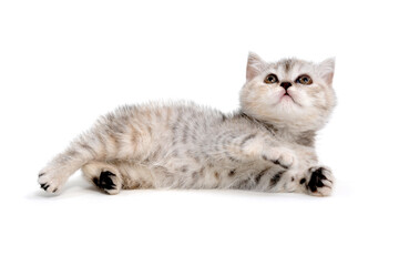 Obraz premium Fluffy gray kitten on a white background