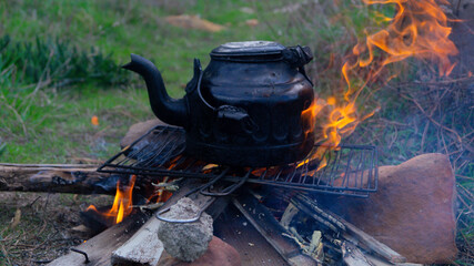 pictures of the wonderful nature in the forest 