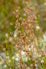 The beautiful yellow flowered Sundew Drosera sulphure in its natural habitat east of Augusta in...