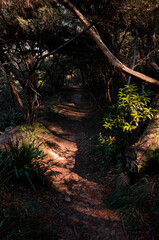 Sun shining through trees on path in thick forest