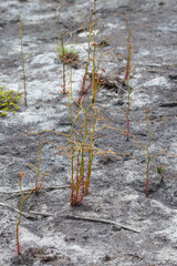 The stem-forming large red Sundew Drosera geniculata seen east of Augusta in Western Australia, view from the side