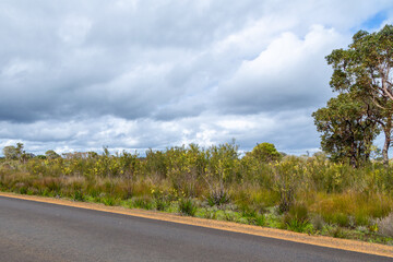 tarred road east of Augusta in the southwest of Western Australia
