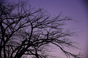 樹木シルエット