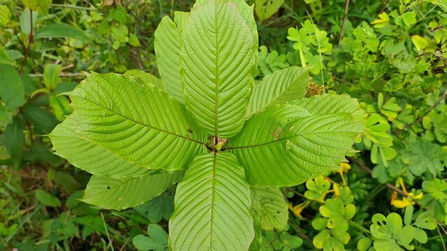 kratom plant (Mitragyna speciosa) grows wild in tropical Kalimantan