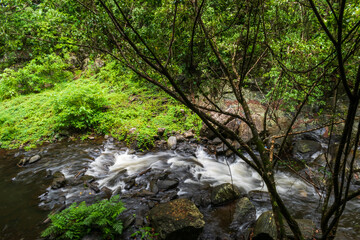 Fototapeta na wymiar stream in the rain forest