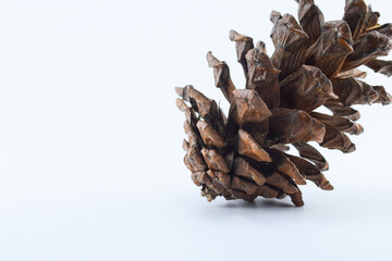 Isolated photo of Brown pine cone