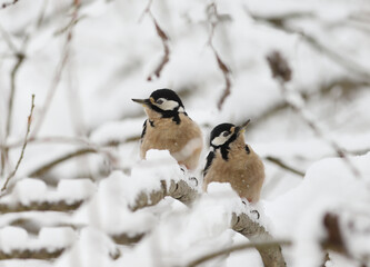 A pair of large spotted woodpeckers lost in the snow