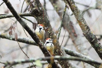 A pair of variegated woodpeckers on autumn branches