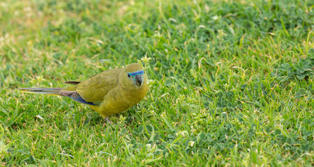Rock parrot (Neophema petrophila) at the Cape Leeuwin south of Augusta in Western Australia