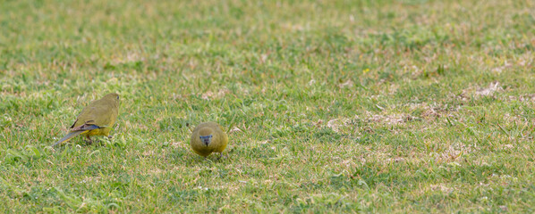 Rock parrot (Neophema petrophila) at the Cape Leeuwin south of Augusta in Western Australia