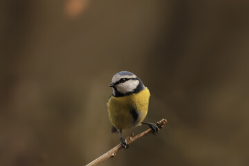 Blue tit on a branch, on a blurry dark brown background..