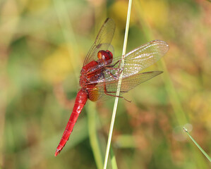 Feuerlibelle - Scarlet Darter