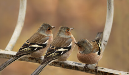 Chaffinch trio on the fence, on a blurry brown background