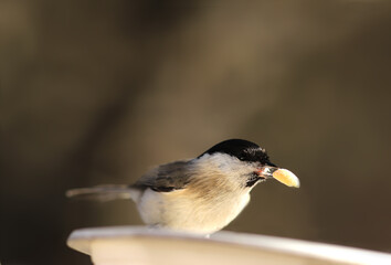 Marsh tit with a grain of peanuts in its beak, prepare to fly...
