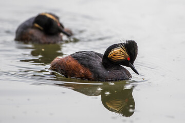 Schwarzhalstaucher (Podiceps nigricollis)