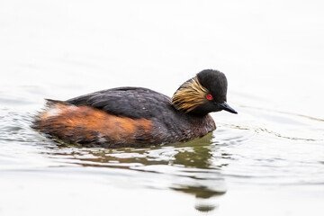 Schwarzhalstaucher (Podiceps nigricollis)