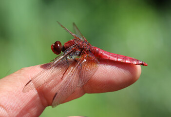 Feuerlibelle - Scarlet Darter © Studio M. Brix