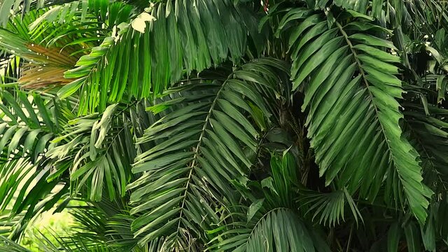 Palm leaves swaying in the wind