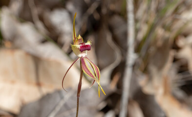 The flower of the Spider Orchid Caladenia rhomboidiformis seen on the South Western Highway close to Bunbury, view from the side