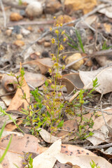 Drosera marchantii, an upright growing carnivorous plant, seen northeast of Augusta in South Western Australia, view from the side