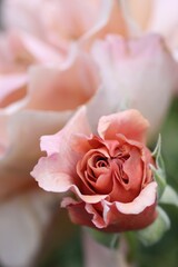 Fototapeta na wymiar ピンク色のバラの花