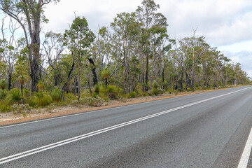 Trees along a street in Western Australia