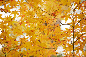 冬の公園の綺麗な紅葉の風景