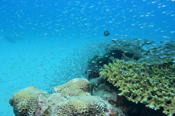 奄美大島 No.18 小魚