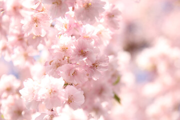 しだれ桜