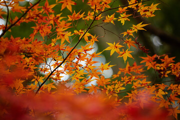 冬の公園の綺麗な紅葉の風景
