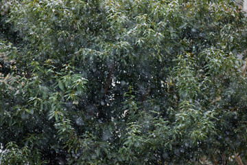 雪が降る公園の風景