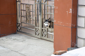 Guard dog，Funny dog