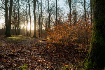 Forest landscape in backlight with autumn colors and large tree in right side and sun in left