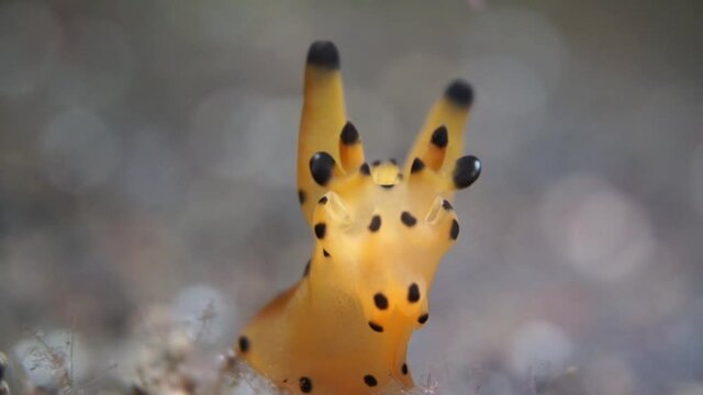 Close-up macro photography of a nudibranch. An unusual creature under water. Sea slugs in their natural environment