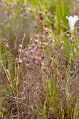 The rare red form of Drosera gigantea in natural habitat seen east of Bunbury in Western Australia, view from the side