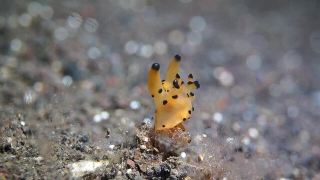 A tiny creature on a sandy bottom. The nudibranch Pikachu is similar to a small giraffe. A unique microcosm of the Indian Ocean.