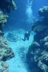 奄美大島 No.19 ダイバー