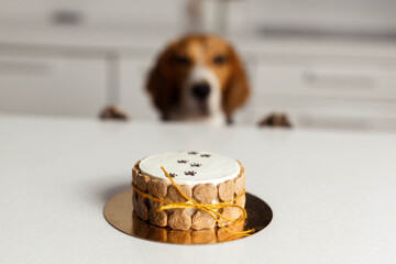 The beagle dog is waiting for his birthday treat. Beautiful cake in focus close up.